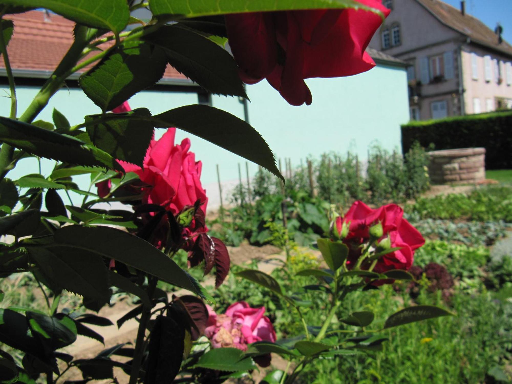 La Ferme De Louise Bed and Breakfast Hohengoeft Eksteriør billede